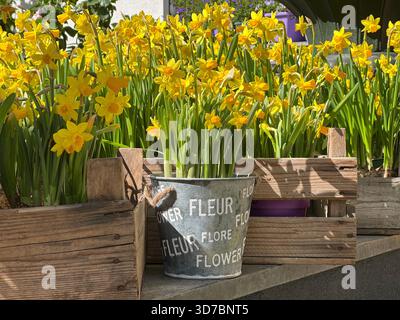 Splendidi fiori di narciso gialli in scatole di legno Foto Stock