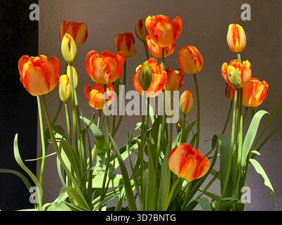 Fiori di tulipani bellissimi petali rossi gialli arancioni Foto Stock