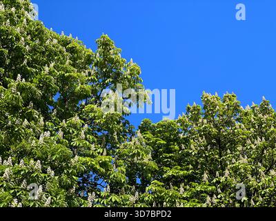Ippocastano contro il cielo blu Foto Stock