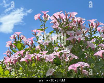 Petunia fiori di rosa contro il cielo blu Foto Stock
