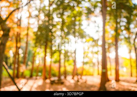 Blurred photo of a forest, conveying an autumn ambiance. Foto Stock