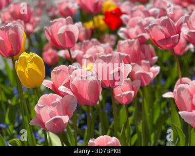 Splendidi tulipani primaverili in fiore rosa e giallo Foto Stock