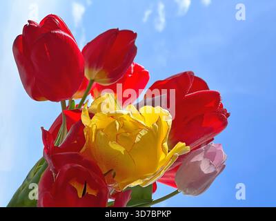 Bouquet di fiori di tulipani rosso giallo rosa su cielo blu Foto Stock