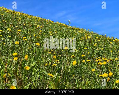 Fiori di dente di leone nell'erba di campo contro il cielo blu Foto Stock