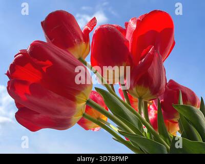 Tulipani fiori rossi sul cielo blu Foto Stock