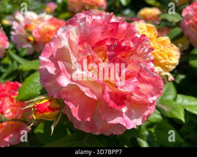 Splendidi petali bianchi rosa fiore di rosa, rosa rosa rosa e tè in giardino Foto Stock