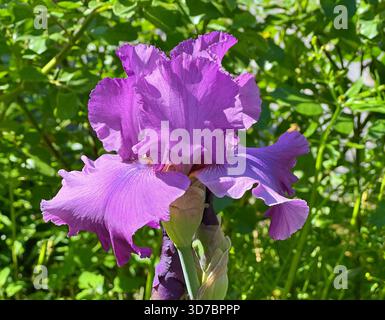 Fiore di Iris bellissimo fiore rosa viola Foto Stock