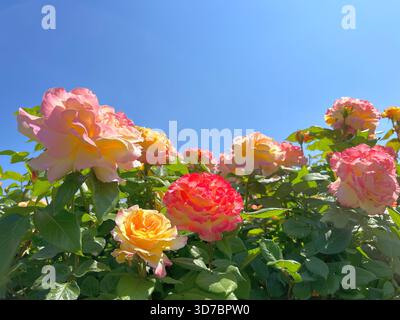 Rose bellissimi fiori rosa giallo fioritura in giardino contro il cielo azzurro soleggiato Foto Stock