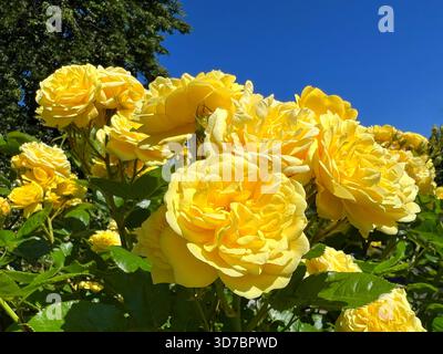 Fiori di rose gialle nel giardino estivo Foto Stock