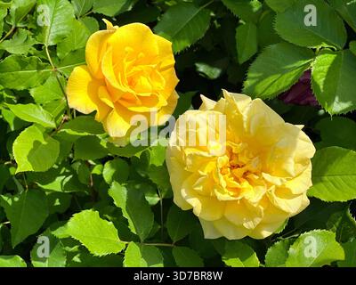 Bellissimi fiori di rose gialle nel giardino Foto Stock
