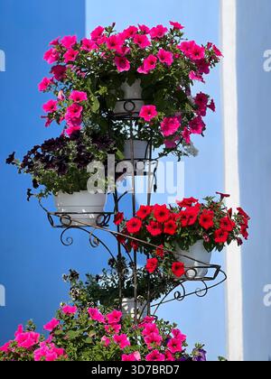 Fiori di Petunia rosa rosso viola in vasi di fiori Foto Stock
