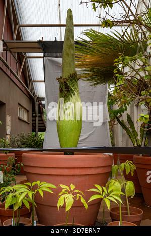 Un fiore di un cadavere (Amorphophallus titanum) cresce all'interno di una serra del Giardino Botanico Nazionale tropicale, circondato da piantine in vasi vivaistici. Foto Stock