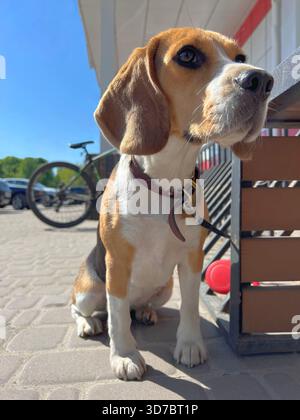 Cucciolo di cane Beagle in attesa vicino al negozio Foto Stock