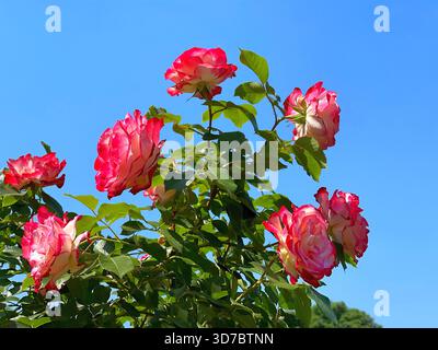 Bush di rose splendidi fiori rossi e bianchi sul cielo blu Foto Stock