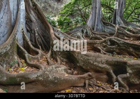 Primo piano del sistema di radici degli alberi di fichi di Moreton Bay nell'Allerton Garden presso il National Tropical Botanical Garden di Kauai Hawaii, Stati Uniti Foto Stock