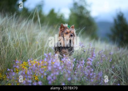 Uno Yorkshire Terrier sorge su un'erba verde alta circondata da fiori viola e gialle. Alberi e colline blu incorniciano lo sfondo. Foto Stock