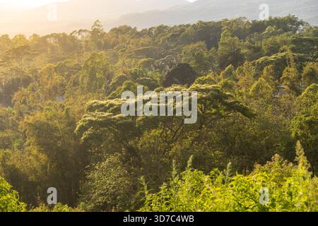 Un'ampia vista della fitta foresta pluviale tropicale illuminata dalla luce calda e soffusa dell'alba o del tramonto. Foto Stock