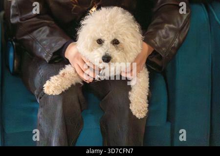 Cucciolo di cotone. Foto Stock