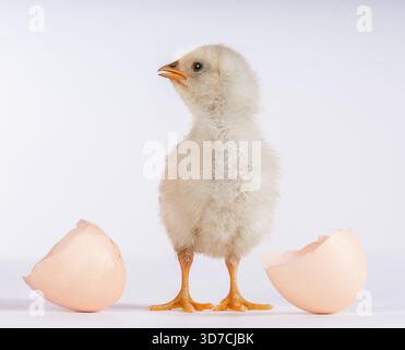 Pulcino bianco appena schiusa accanto alle gusci d'uovo. Sfondo bianco isolato. Foto Stock