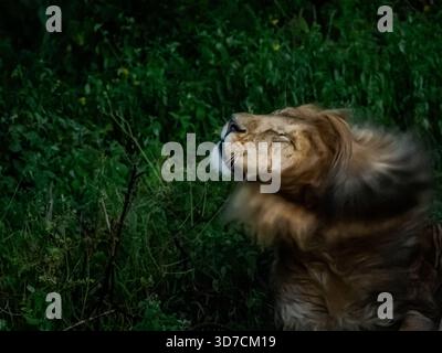 Le forti piogge in Africa orientale hanno iniziato ad innalzare il livello dell'acqua quando abbiamo visto un piccolo orgoglio di leoni accoccolati da un tronco d'albero per un riparo. Scuotergli la testa. Foto Stock