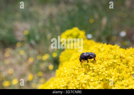 Piccolo scarabeo che esplora un gruppo di fiori selvatici gialli luminosi a Berlenga, mostrando i dettagli intimi della fauna selvatica della riserva naturale del Portogallo. Foto Stock