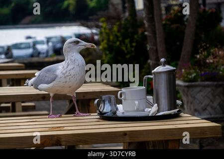 Gabbiano in piedi accanto a tazze da caffè vuote sul tavolo esterno Foto Stock
