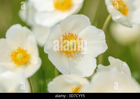 Grandi fioriture bianche di anemone a goccia di neve (Anemone sylvestris) che fioriscono nella natura estone durante maggio e giugno Foto Stock