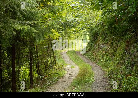 Summer hiking trail winding through lush green deciduous forest landscape Foto Stock