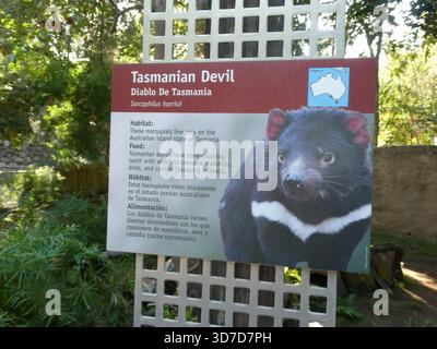 Los Angeles, California, USA 24 novembre 2025 Tasmanian Devil at LA Zoo il 24 novembre 2025 a Los Angeles, California, USA. Foto di Barry King/Alamy Stock Photo Foto Stock