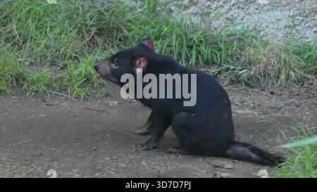 Los Angeles, California, USA 24 novembre 2025 Tasmanian Devil at LA Zoo il 24 novembre 2025 a Los Angeles, California, USA. Foto di Barry King/Alamy Stock Photo Foto Stock