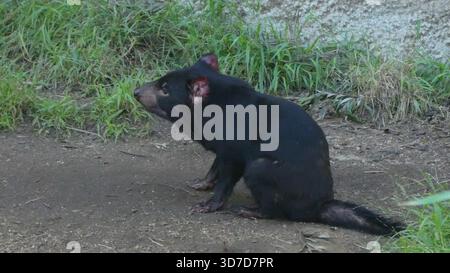 Los Angeles, California, USA 24 novembre 2025 Tasmanian Devil at LA Zoo il 24 novembre 2025 a Los Angeles, California, USA. Foto di Barry King/Alamy Stock Photo Foto Stock