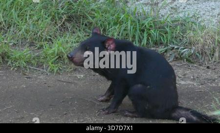 Los Angeles, California, USA 24 novembre 2025 Tasmanian Devil at LA Zoo il 24 novembre 2025 a Los Angeles, California, USA. Foto di Barry King/Alamy Stock Photo Foto Stock