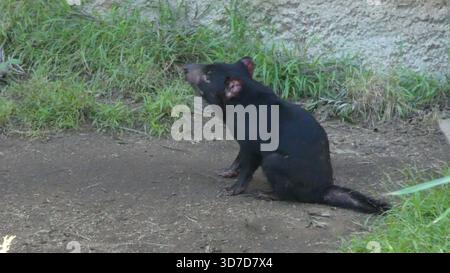 Los Angeles, California, USA 24 novembre 2025 Tasmanian Devil at LA Zoo il 24 novembre 2025 a Los Angeles, California, USA. Foto di Barry King/Alamy Stock Photo Foto Stock