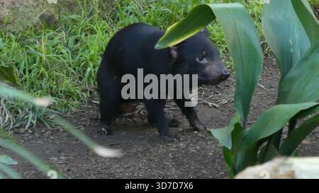 Los Angeles, California, USA 24 novembre 2025 Tasmanian Devil at LA Zoo il 24 novembre 2025 a Los Angeles, California, USA. Foto di Barry King/Alamy Stock Photo Foto Stock