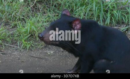 Los Angeles, California, USA 24 novembre 2025 Tasmanian Devil at LA Zoo il 24 novembre 2025 a Los Angeles, California, USA. Foto di Barry King/Alamy Stock Photo Foto Stock