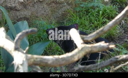 Los Angeles, California, USA 24 novembre 2025 Tasmanian Devil at LA Zoo il 24 novembre 2025 a Los Angeles, California, USA. Foto di Barry King/Alamy Stock Photo Foto Stock