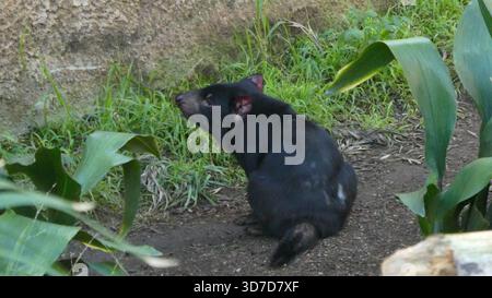 Los Angeles, California, USA 24 novembre 2025 Tasmanian Devil at LA Zoo il 24 novembre 2025 a Los Angeles, California, USA. Foto di Barry King/Alamy Stock Photo Foto Stock