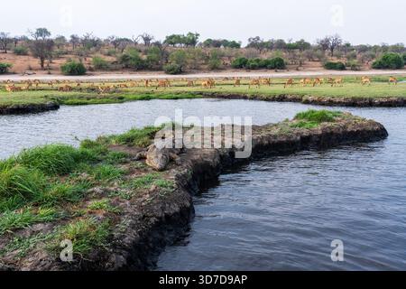 Foto grandangolare di coccodrillo del Nilo che riposa sulla riva del fiume Chobe e mandria di Impalas sullo sfondo nel Parco Nazionale del Chobe, Botswana Foto Stock