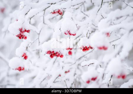 Bacche rosse di biancospino (Crataegus) su sfondo sfocato. Ramoscello con bacche rosse di biancospino su sfondo sfocato invernale. Inverno innevato. Foto Stock