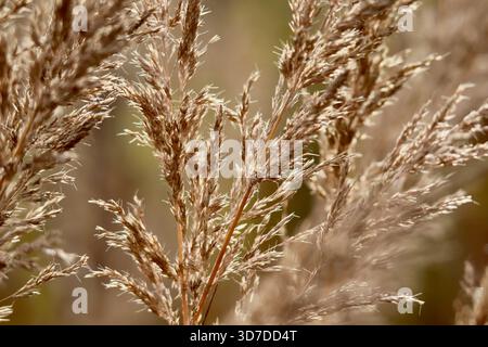 Primo piano di pampas prude nella luce dorata della fotografia naturalistica Foto Stock