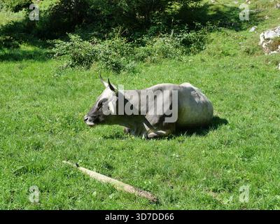 Mucca grigio chiaro, bestiame grigio tirolese, che si trova in posizione tranquilla su prato nel paesaggio alpino. Natura e calma. Copyspace. Foto Stock