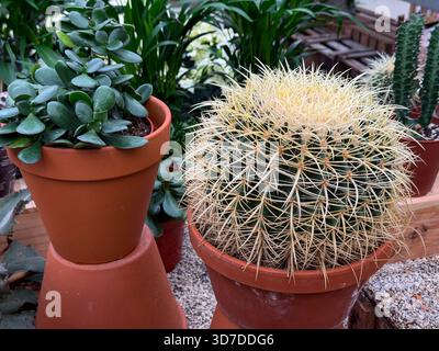 Pianta di cactus che cresce in una pentola in un negozio di giardinaggio Foto Stock