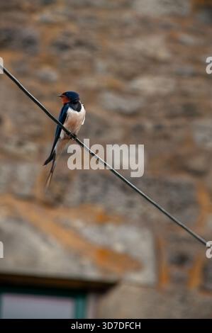 Una rondine solitaria appollaiata su un cavo telefonico nel sud della Scozia Foto Stock