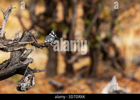 Un comune pescatore di pesci selvatici arroccato su un albero e alla ricerca di cibo in un paesaggio boschivo nel delta dell'Okavango, nella riserva di caccia di Moremi in Botswana Foto Stock