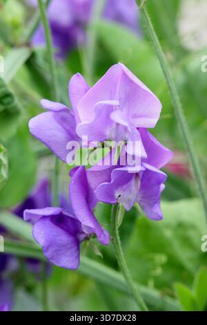 Dolce pisello che canta il blues Foto Stock