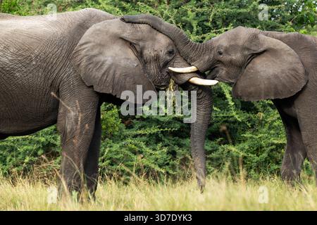 Grandi elefanti africani che lottano nel delta dell'Okavango nella riserva di Moremi, Botswana Foto Stock