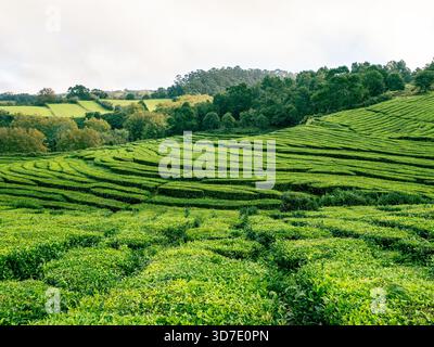 Piantagione di tè Gorreana sull'isola di São Miguel, nelle Azzorre, con vivaci campi terrazzati verdi. L’unico sito di produzione commerciale di tè in Europa, perfetto per tr Foto Stock