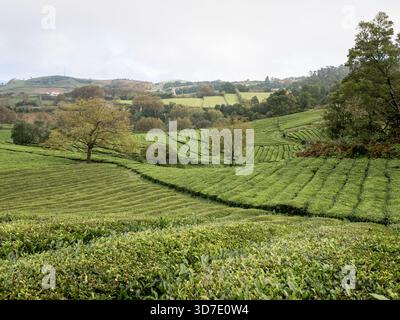 Serena vista dei campi da tè Gorreana sull'isola di São Miguel, sulle Azzorre, in Portogallo, con filari terrazzati e alberi che punteggiano il lussureggiante paesaggio verde delle piantagioni. Foto Stock
