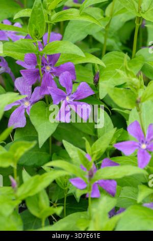 Vinca Major Jason Hill, maggiore periwinkle Jason Hill, fiori viola-blu con centro giallo. Foto Stock