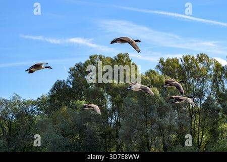 Oche del Canada che volano per atterrare sul Chew Valley Lake, Somerset, Inghilterra, Regno Unito Foto Stock